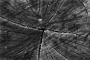 lomocrhome babylon 13  135mm 3